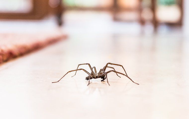 Spiders Be Gone A Guide To Keeping Spiders Out Of Your Plymouth Home